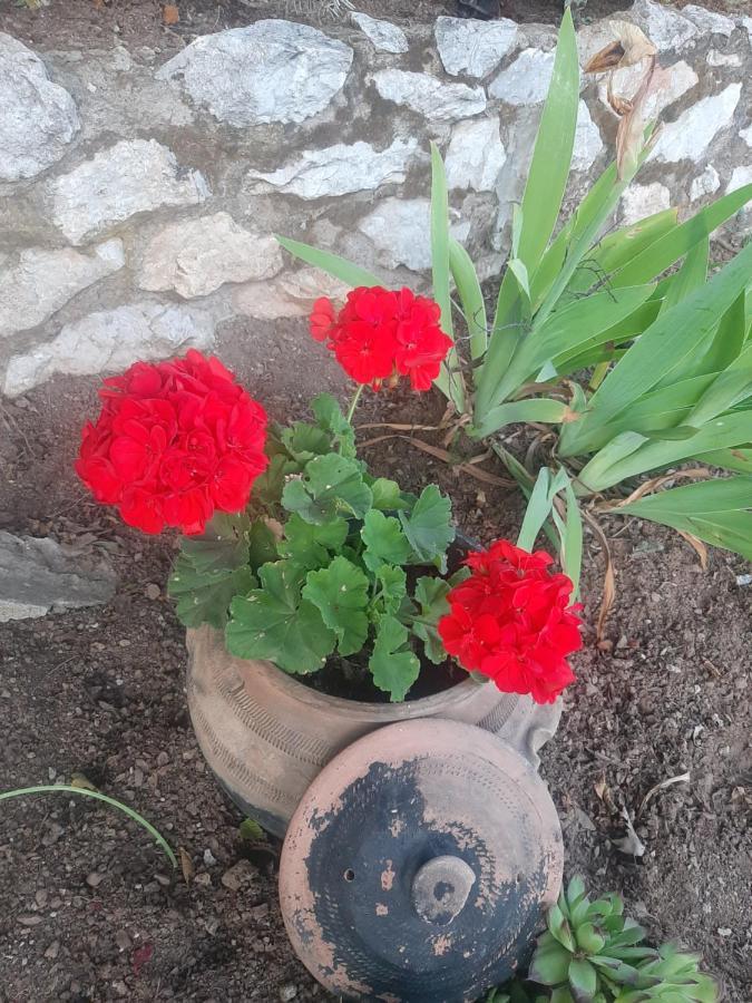 Vila Eva Meduvrsje Esterno foto